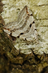 David Plant Photography - Wildlife Photography - Treble-bar - B
